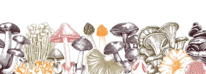 Edible mushrooms vector border in color. Vintage autumn forest plant banner. Fall banner design with hand drawn fungi sketches. Healthy food, fungal protein vector illustration for print and packaging